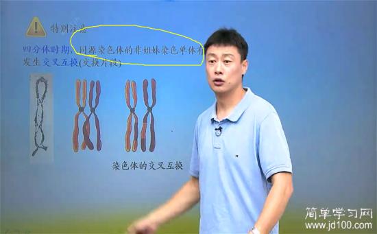 同源染色体的非姐妹染色单体是什么_高二生物