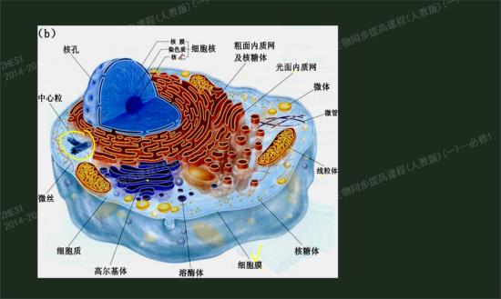 大肠杆菌没有内质网为什么能合成有活性的胰岛素谁知道详细点