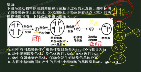 交叉互换之后四个基因就分开自由组合了吗?