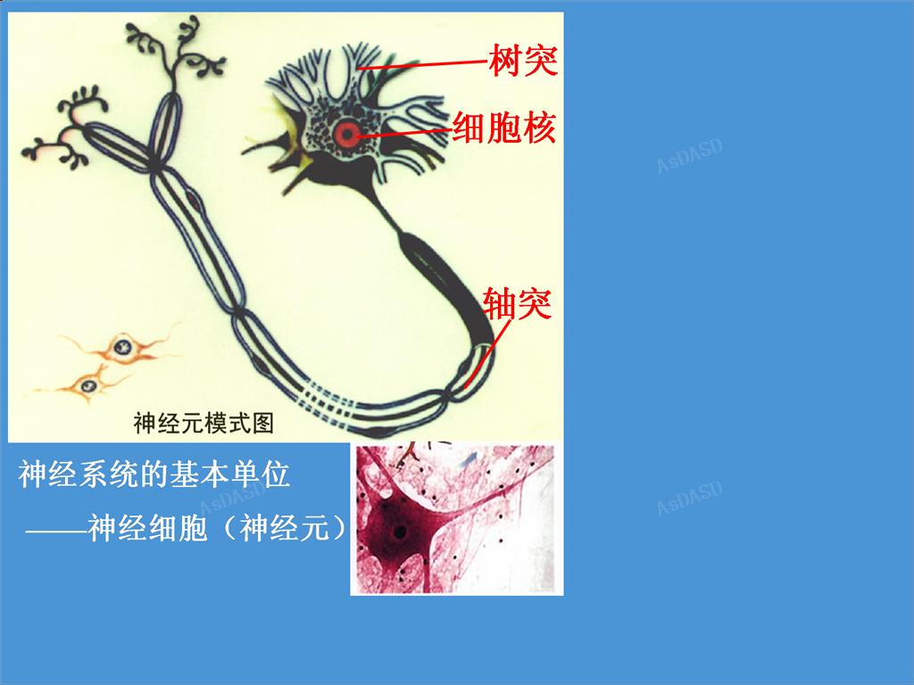 生物神经细胞问题哦?