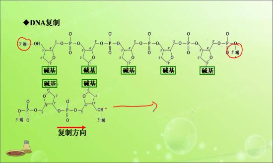 为什么新的脱氧核苷酸只能连接在3"的一端