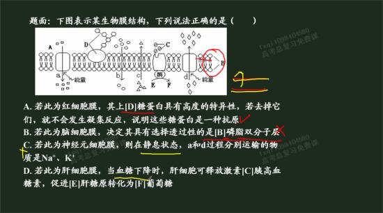 静息状态下的钾离子外流属于协助扩散吗?_高