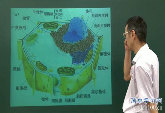 胞间连丝的作用