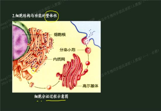 光面内质网和粗面内质网的有什么不同?他们