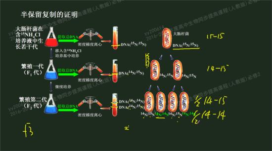 那个半保留复制中的重带、中带、轻带分别指_高二生物