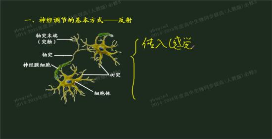 老师,什么是突触呢,请老师详细解答,谢谢