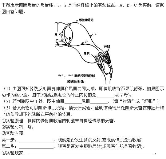 下图表示膝跳反射的反射弧