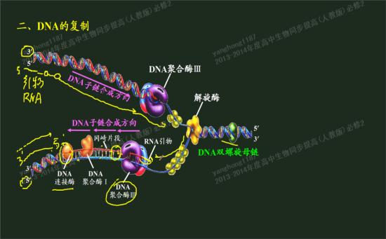 dna复制需要的酶