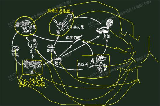 我觉得完整的食物链应该是这样的,老师画得