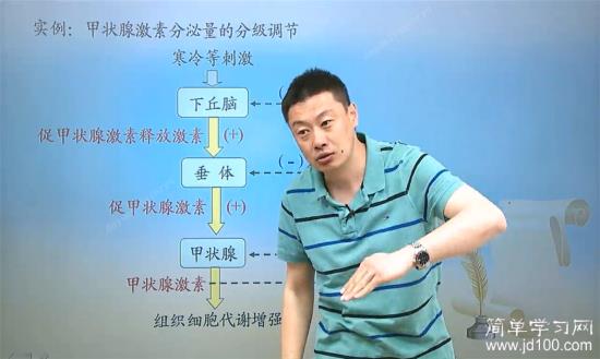 老师,下丘脑释放的为什么叫促甲状腺激素释_高