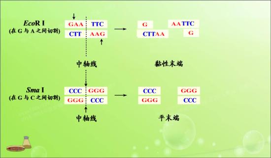 限制酶作用特殊序列和切点