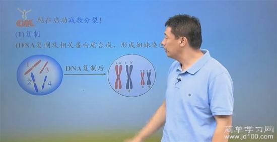 老师，请问，姐妹染色单体 染色体 _高一生物分子与细胞