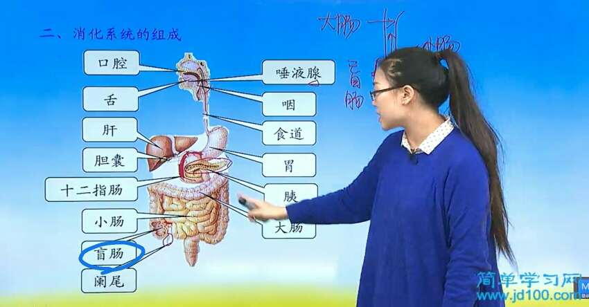 人的盲肠有什么作用呢