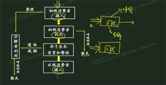 稳态与环境 请问同化量 初级生产量 呼吸量等等分别是什么概念 最好