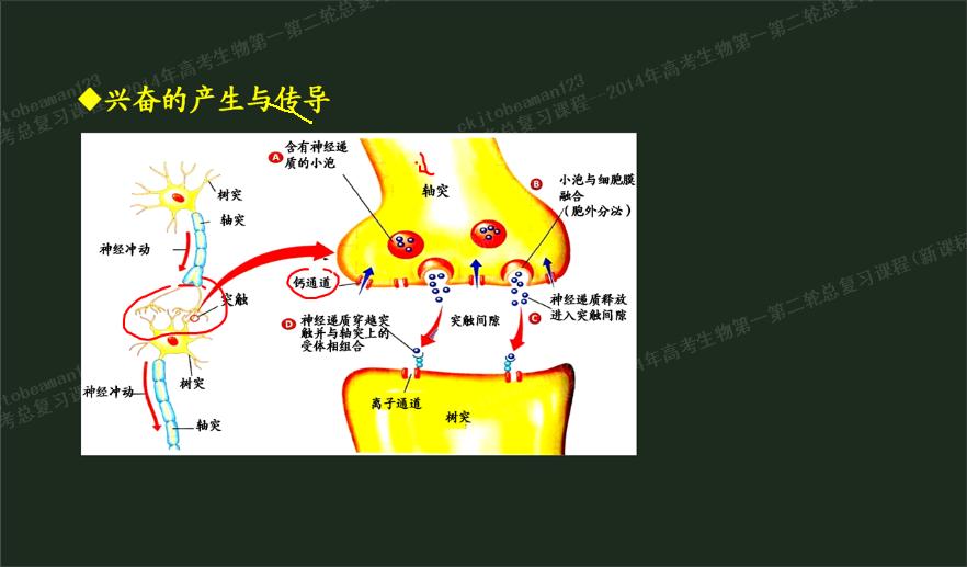 钙离子通道是因为电信号的传递打开还是因为神经递质的产生而打开?