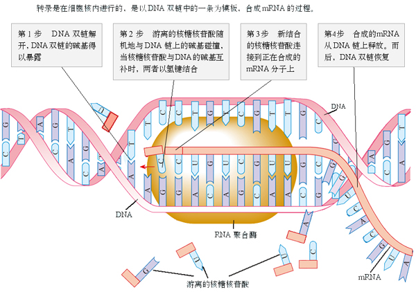rna复制,r复制,d的复制(第10页)_大山谷图库